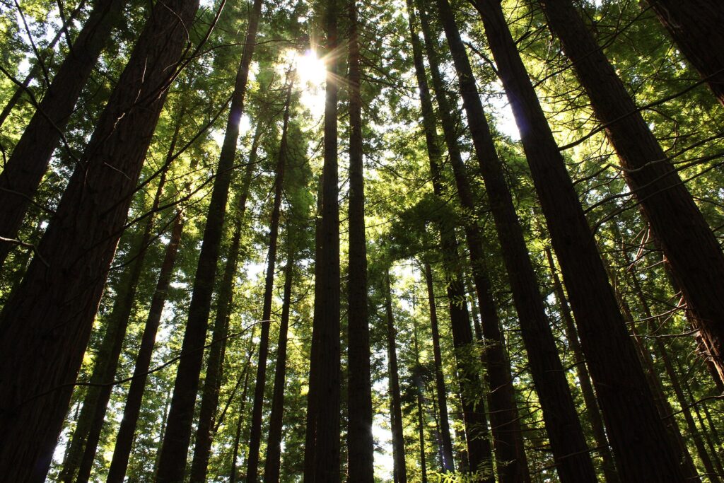 Bosque de secuoyas del Monte Cabezón